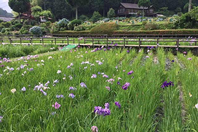 色とりどりのハナショウブが咲く柳生花しょうぶ園と休憩所