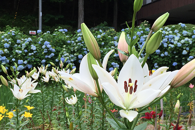 園内ではスカシユリやアジサイも花盛りを迎える