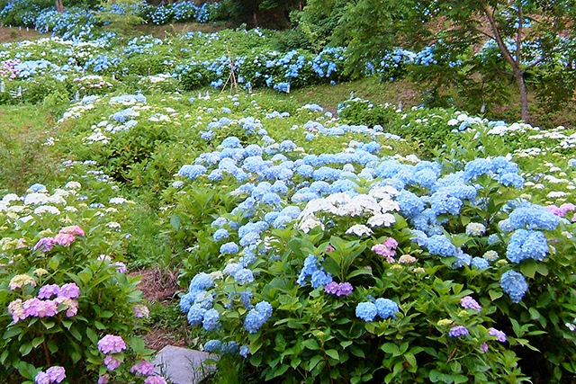 園内には水色を中心に白、紫など鮮やかな花色のアジサイが咲き競う