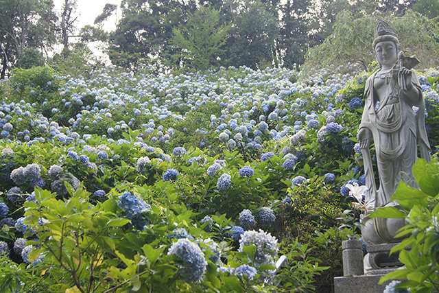 アジサイは麻綿原高原にある天拝園と名付けられた妙法生寺境内が中心