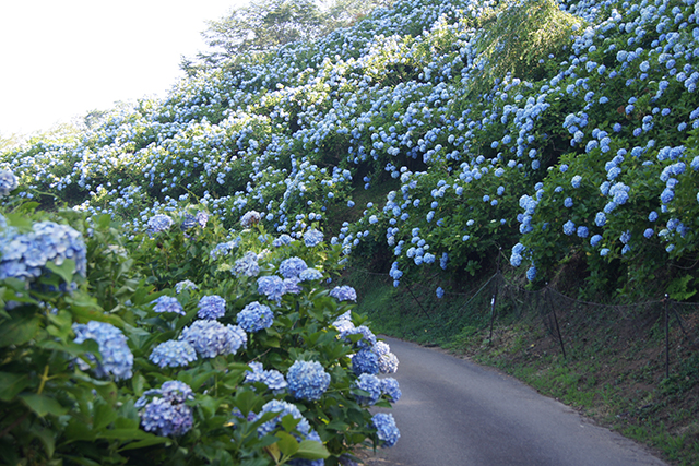 昭和26年箕輪日受師が廃寺を復興しアジサイを植えたことに始まった麻綿原高原のアジサイ
