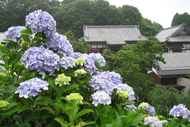 妙法生寺の全景とアジサイ。広い境内をアジサイが埋め尽くす