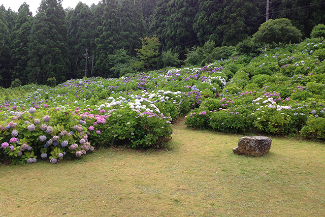 ピンクや白などの明るい花色のアジサイが咲き、にぎやかな園内