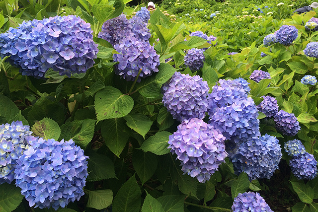 雨やカタツムリが似合いそうな、情緒あるアジサイの数々