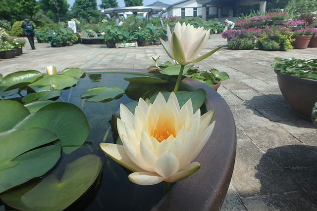 赤、白、黄色、ピンクなどさまざまな花色の100種類を超えるスイレンが楽しめる