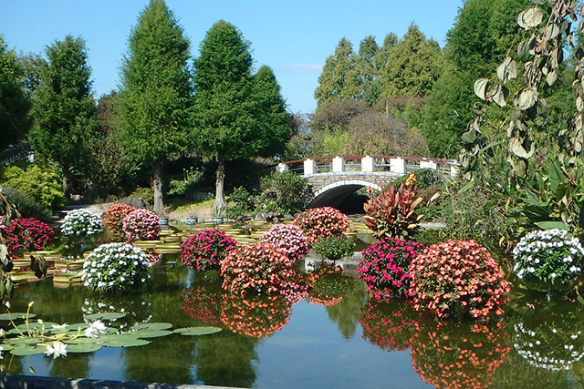 フラワーバスケットにはサンパチェンスが植えられ、満開の花手まりを水面に映しだす