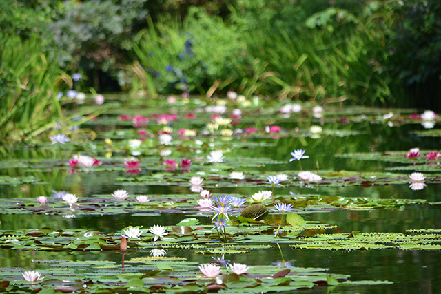 水面に赤や白、黄色、ピンク、青などの色とりどりの花が咲き競う「水の庭」。8月のようす