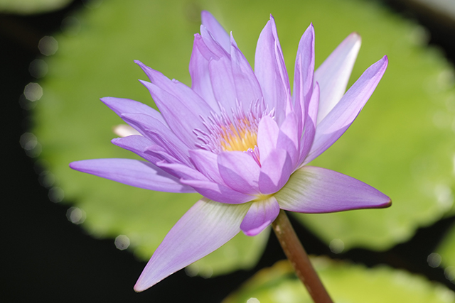 透き通るような青いスイレンは、熱帯性スイレンならではの花色