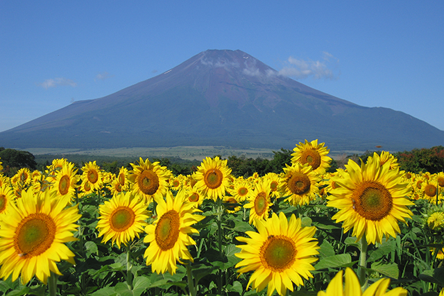 富士山を背景に15万本のヒマワリが咲きそろうヒマワリ畑