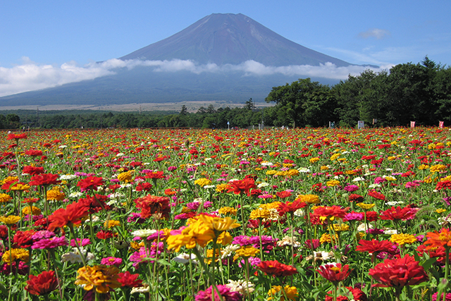100万本の百日草畑。8月上旬～9月中旬は摘み取り体験も実施