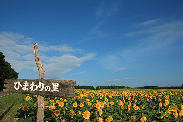 日本最大級の広さを誇る北竜町 ひまわりの里