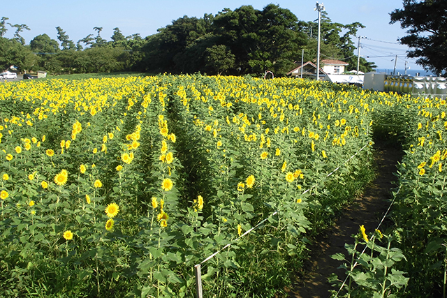 園内に作られたヒマワリの迷路。背丈ほどのヒマワリに囲まれる