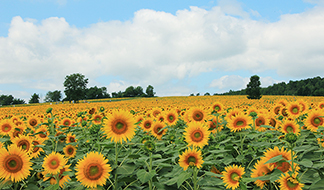 ヒマワリ｜季節の花めぐり｜読みもの｜サカタのタネ 家庭菜園・園芸