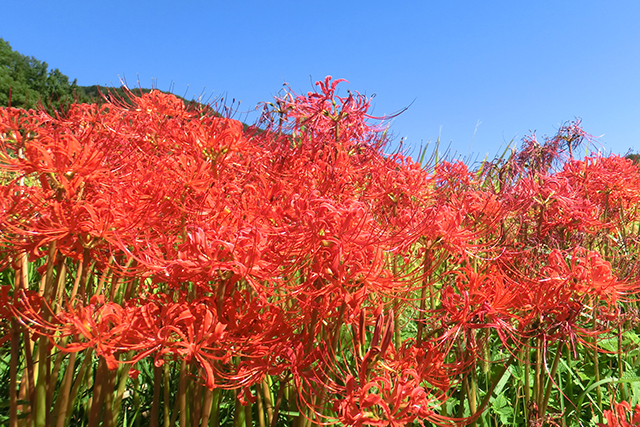 秋の青空に映える深紅の彼岸花