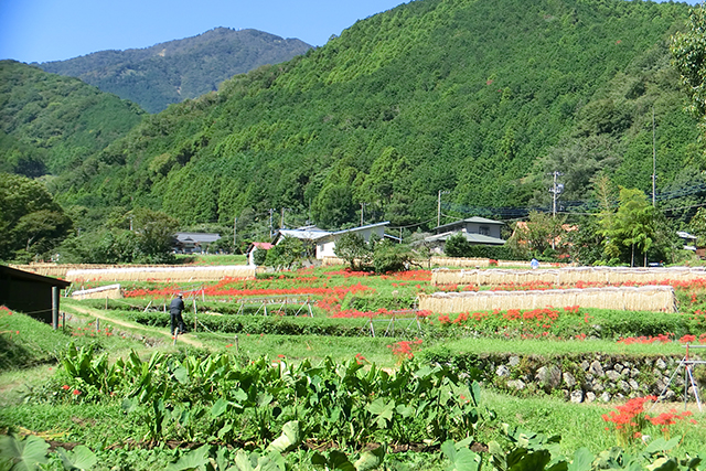里山の原風景とともに彼岸花を楽しむことができる