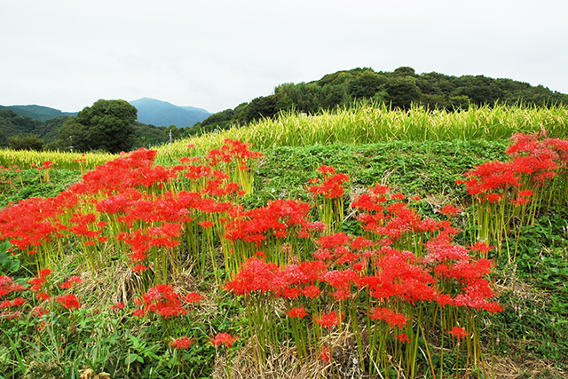 田んぼの畦に咲く彼岸花は風情たっぷり