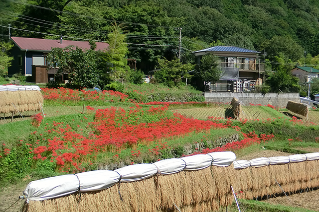 のんびりと散策して、秋の一日を満喫してみてはいかが