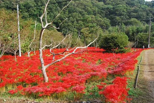 最盛期には真っ赤なじゅうたんのように一面が花で覆われる