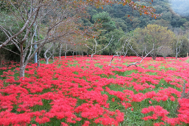 ここ数年、全面一斉に咲くことが珍しかった彼岸花。昨年は見事だった（昨年のようす）