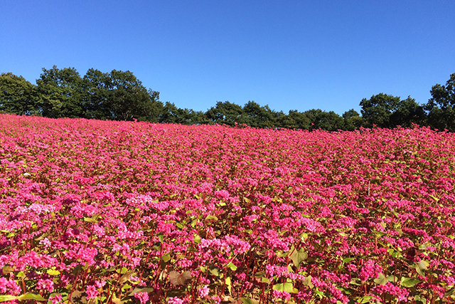 一面に広がる赤ソバも花が見頃で美しい