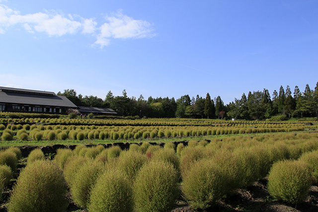 公園の南地区にある段々畑に植えられた1万株のコキア