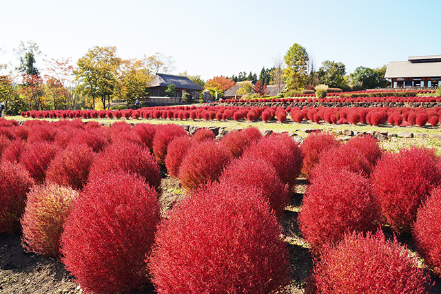 紅葉のピークは毎年10月中旬頃