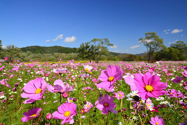 公園の南地区にある花畑に植えられたコスモスは約150万本