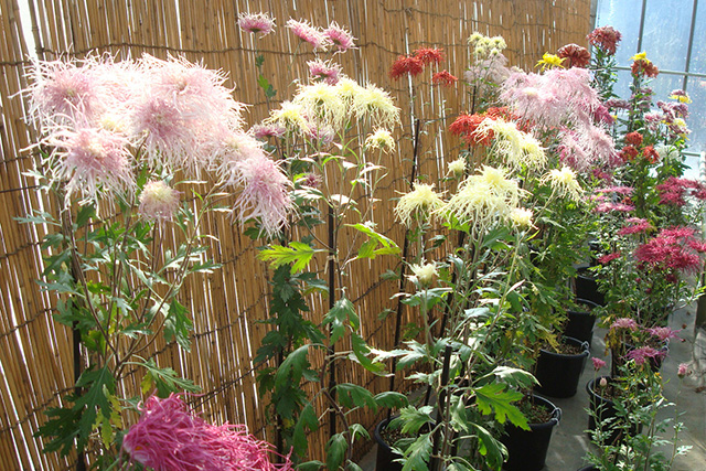 花色も花形も変化に富んだ古典菊を見ていると、これがキクかと思うものもある