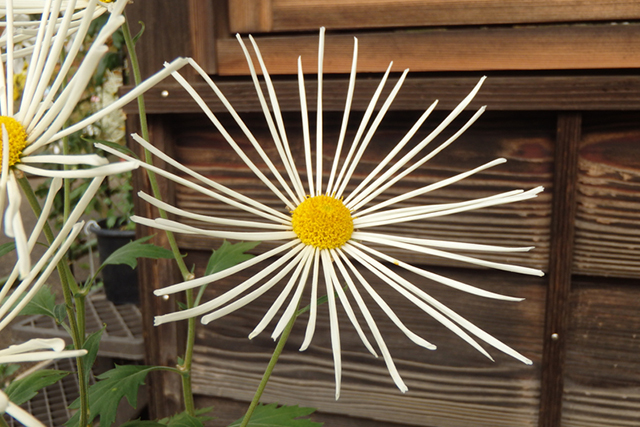 肥後菊「松の雪」。一重で、花弁の間がすいたものが多いのが特徴