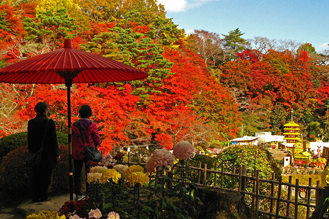 昨年の菊人形の頃の園内は紅葉も見頃で、秋たけなわ