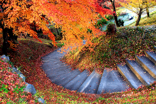 園内には紅葉したモミジがたくさんあり、菊人形の美しさを引き立てる