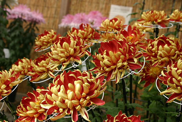 「巴錦」は、花びらの内側が深紅、外側が黄金色の豪華な花
