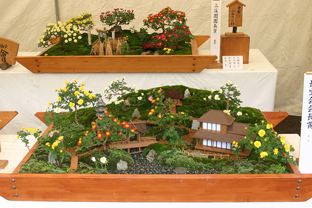 「これがキクか」と感嘆させられるものもある小菊の盆景