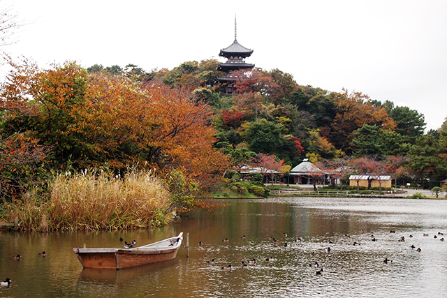 キクの頃、庭園内は少しずつ紅葉が始まる