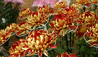 キク｜季節の花めぐり｜読みもの｜サカタのタネ 家庭菜園・園芸情報