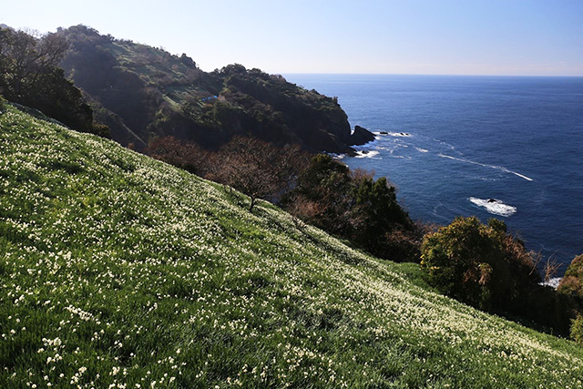 日本海の深い海の色と純白の花弁のコントラストが美しい