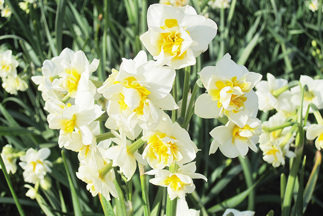 八重咲きスイセンが多く咲くので、花にボリュームがあり、見た目も華やか