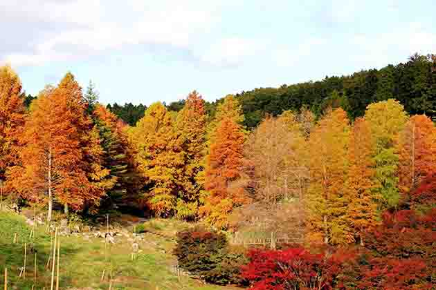 フェアリーガーデンでは迫力あるラクウショウの紅葉が見事