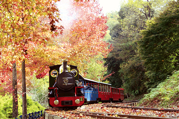 広大な園内ではロムニー鉄道に乗って、爽やかな風を感じながら紅葉狩りができる