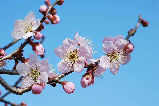 園内にあるウメの中でも、花の形、香り、色などが優れている6品種を選んだ水戸の六名木の一つ「烈公梅」