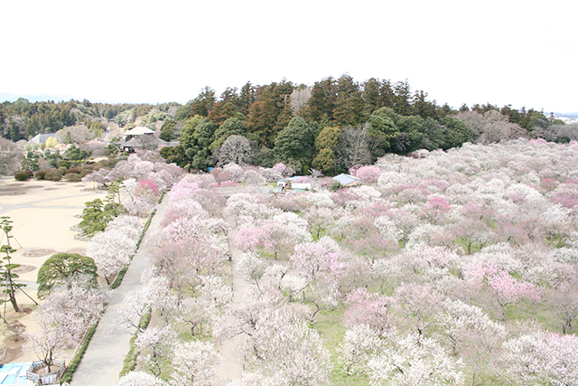 空から見た花時期の偕楽園。園内は淡い花色に染まる