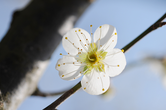 水戸の六名木の一つである「月影」。花弁が丸くて厚く、芳香も強い