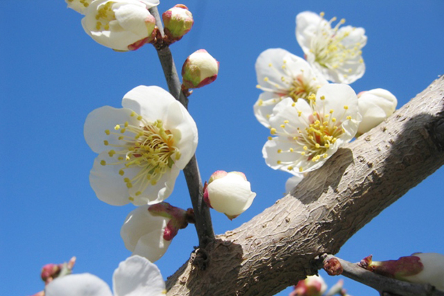 100年近く前から七折地区で栽培されている白花の「七折小梅」