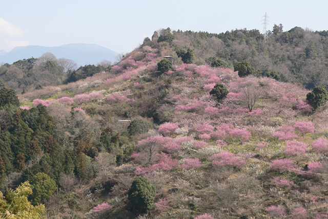 対岸の山から撮影した七折梅園の山頂付近。ピンクの木々は花ウメ