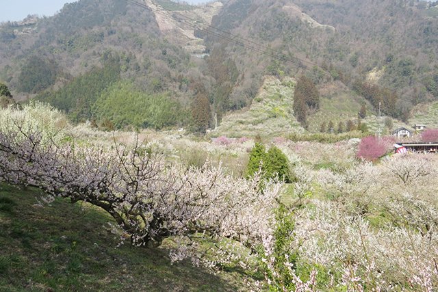 七折梅園から見た七折の谷。対岸の山にも梅林が広がる