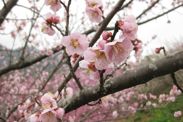淡いピンクの花が特徴の「鶯宿（おうしゅく）」