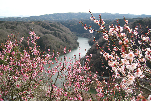 月ヶ瀬の代表的な観梅時期の風景。車から降りて観梅道を散策してみて