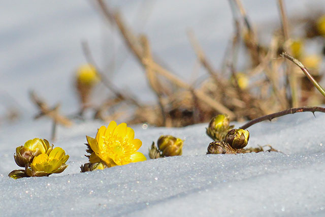 雪の中の福寿草は特に愛らしい