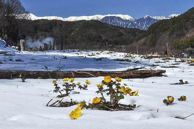 雪を最初に割って咲く花、福寿草