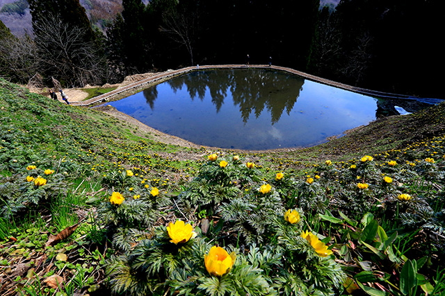 青いため池を背景に、黄金色の花がさえる